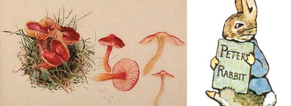 Arta lui Beatrix Potter: de la studii științifice la cărți iubite de copii