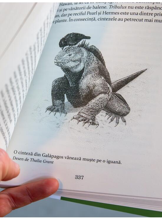 Copertă produs Cintezele lui Darwin - gallery big 6