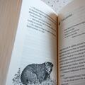 Copertă produs Lumea de cerneală #2. S&acirc;nge de cerneală | paperback - gallery small 
